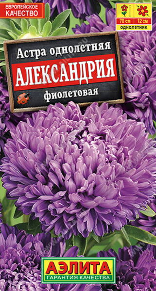 Reine-marguerite "Aleksandria Violet"